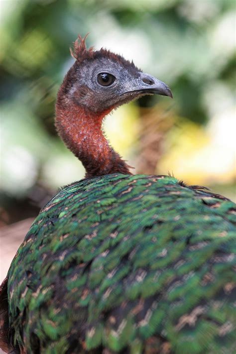 Female head (congo peafowl) | Peafowl, Pet birds, African animals