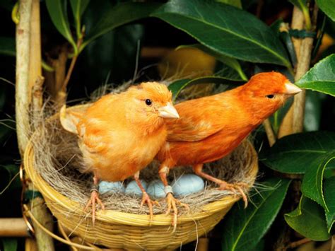 Canary Bird Breeding – Complete Guide for Beginners - VIVO Pets