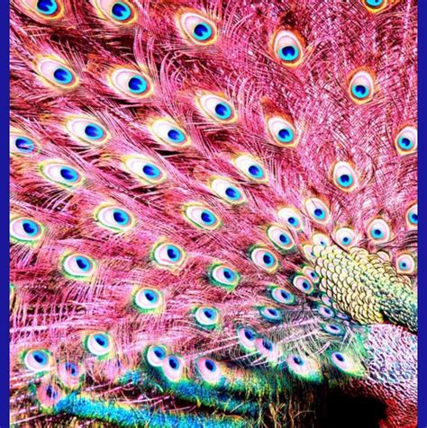 Pink peacock, Peacock, Animals beautiful