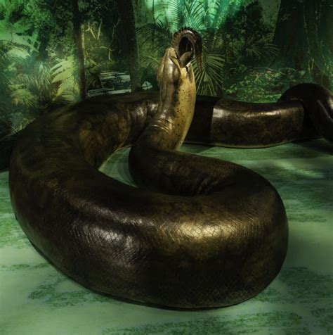 Titanoboa Facts, Habitat, Diet, Fossils, Pictures