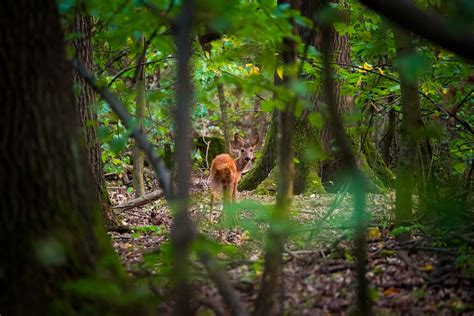 Roe Deer Fawn Trees - Free photo on Pixabay - Pixabay