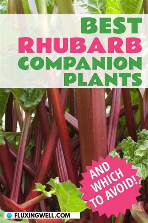 22 Best Rhubarb Companion Plants (and Which to Avoid) - Fluxing Well