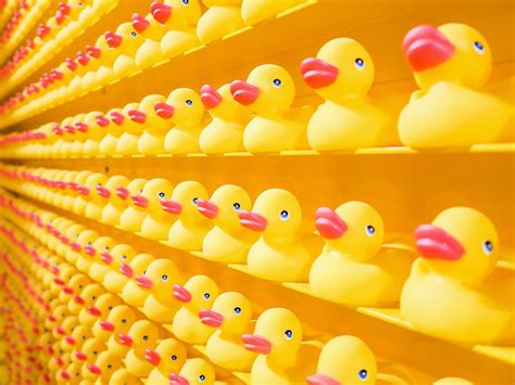 Yellow Rubber Ducks Image Free Photo