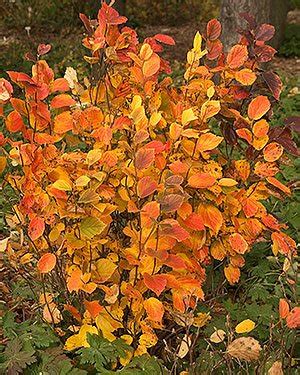 Country Gardener: The best fall color shrub: Fothergilla gardenii