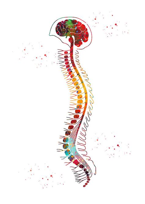 Brain And Spinal Cord Anatomy