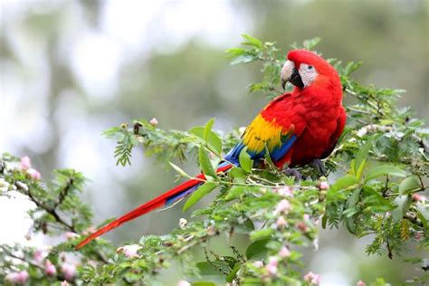 Types of Macaw Hybrids and Crosses