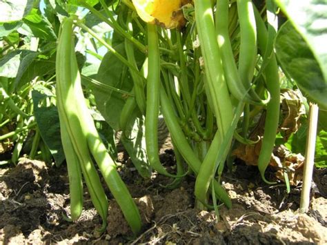 How Plant and Grow Snap Beans - Harvest to Table