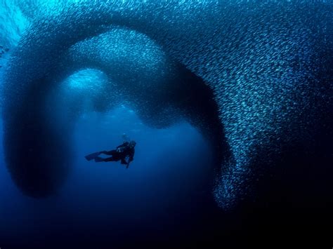 Award-Winning Underwater Photography from the 2019 Ocean Art Contest