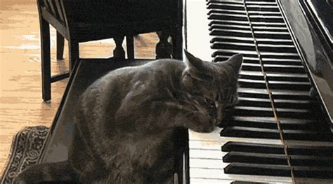 Cat Playing The Piano Pictures, Photos, and Images for Facebook, Tumblr ...