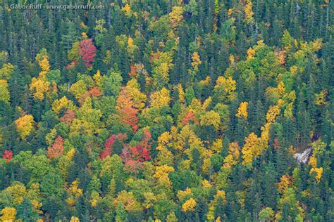 Fall Colors in the White Mountains | Gábor Ruff