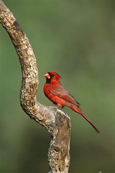 Northern Cardinal Male Texas Photograph by Tom Vezo - Pixels