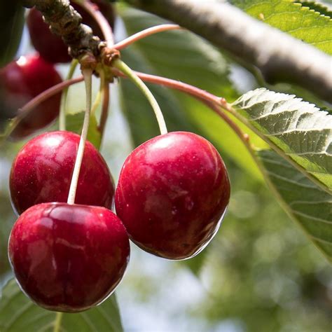 Growing Cold-Hardy Sweet Cherries: The Kristen Cherry Tree