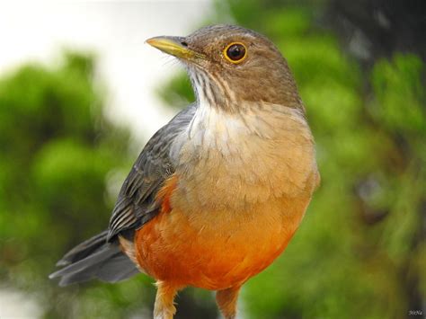 Rufous-bellied Thrush