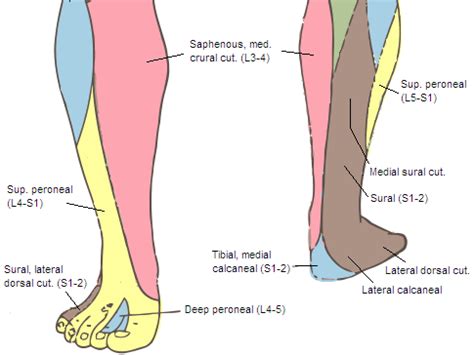 Cambridge orthopaedics - Ankle block, UK