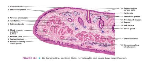 Lip Histology Labeled