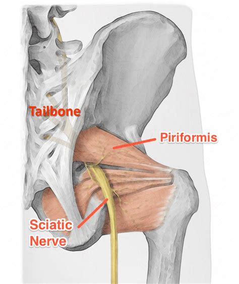 Piriformis Muscle Anatomy Diagram