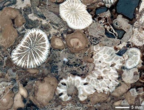 When corals met algae: Symbiotic relationship crucial to reef survival ...