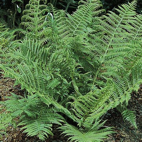 Toothed Wood Fern (Dryopteris spinulosa) | K. Van Bourgondiens