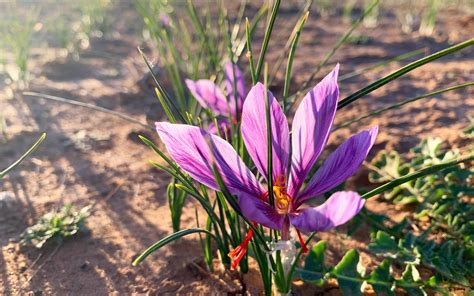 The Story of the Only Commercial Saffron Farm in Texas