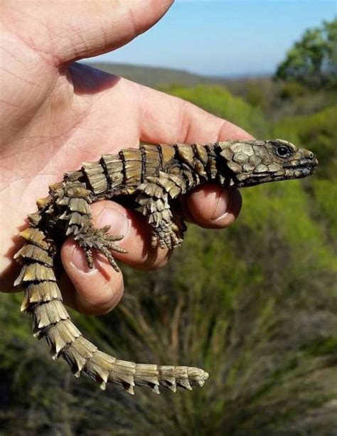 Meet The Armadillo Lizard: Planet Earth's Real-Life Mini-Dragon