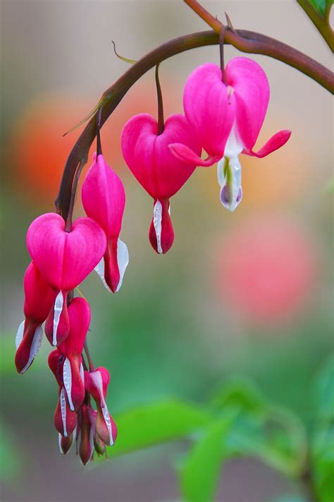 Bleeding Heart Flower