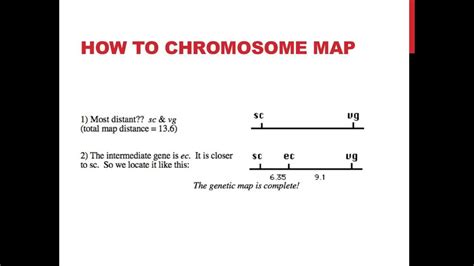 Gene Linkage And Chromosome Maps Worksheet