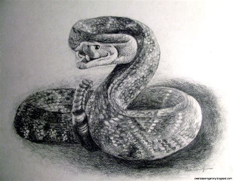 Snake Drawings In Pencil at PaintingValley.com | Explore collection of ...