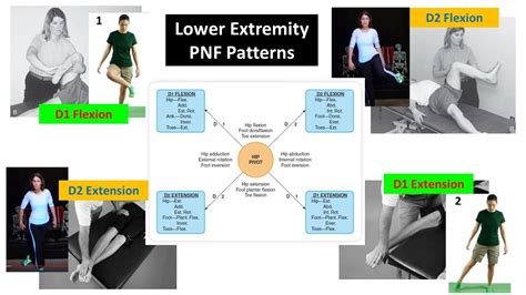 PNF Patterns - D1 D2 - Lower Extremity Summary | Physical therapy ...