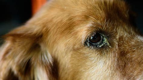 Dog Eye Discharge: Types, Causes, Treatments | BetterVet