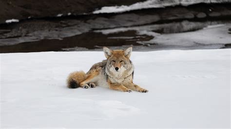 Yellowstone, Grand Canyon under snow: 20 dazzling photos of America's ...