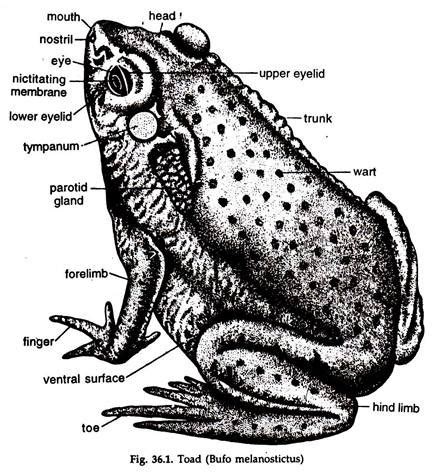 Frog Mouth Anatomy