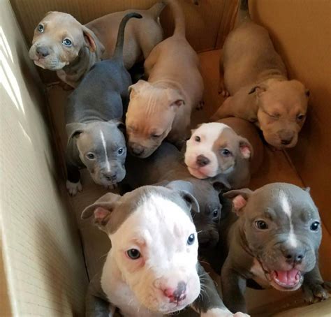 Pitbull Puppies