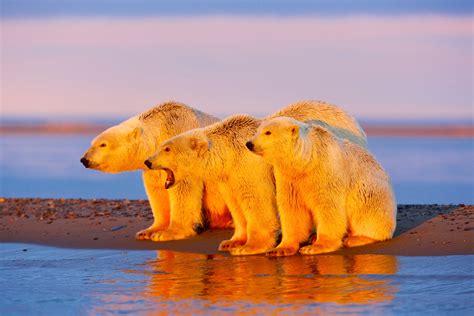 The polar bears of Alaska’s Arctic National Wildlife Refuge | New York Post