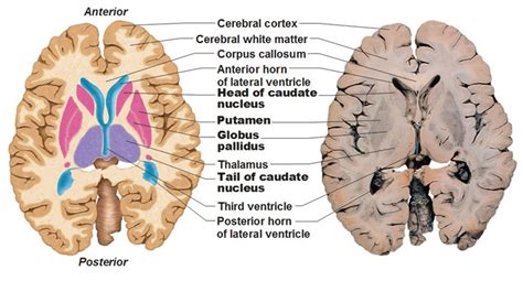 Caudate Nucleus Anatomy - Anatomical Charts & Posters