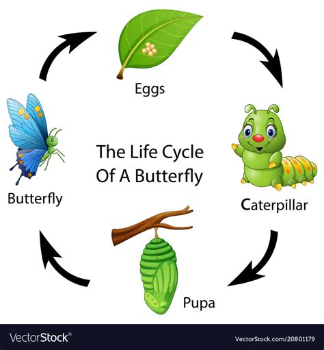 Drawing Life Cycle Of Butterfly - Dallas Gilfoy