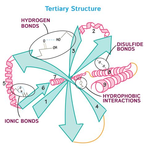 Biochemistry Glossary: Protein Structure Class: 3. Tertiary | ditki ...