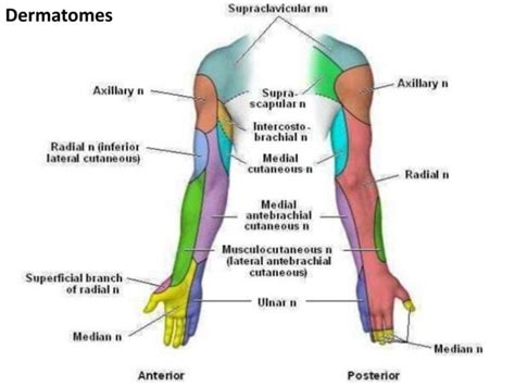 Brachial Plexus And Nerves Of The Upper Limb Ppt Download - Dermatomes ...