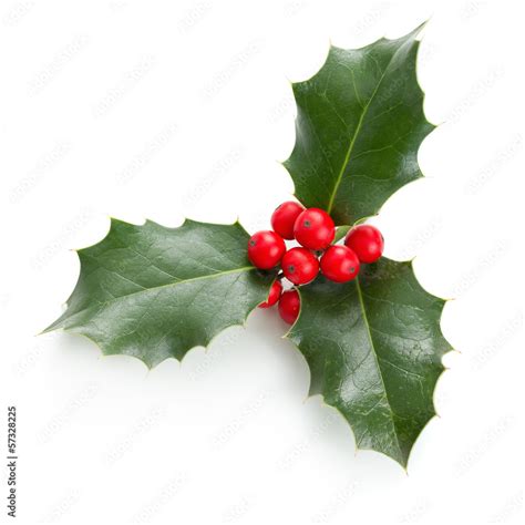 Holly leaves and berries Stock Photo | Adobe Stock