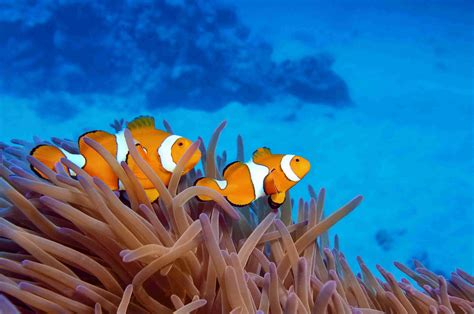 The Animals of the Great Barrier Reef