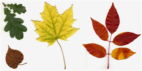 CO-Horts: The Science behind Autumn Leaf Colors