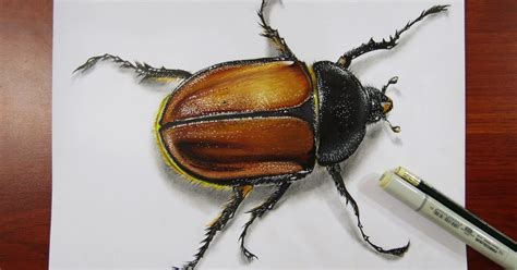 Art, Painting, Drawing, Tips and Tutorials: Drawing a Realistic Beetle