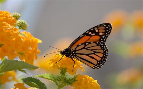 🔥 [100+] Monarch Butterfly Wallpapers | WallpaperSafari