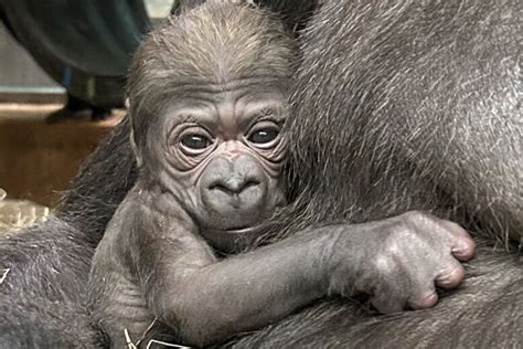 What should the National Zoo name its baby gorilla? - WTOP News