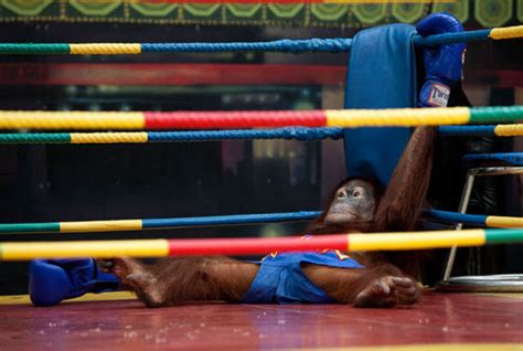 Orangutan Boxing Show (14 pics) - Izismile.com