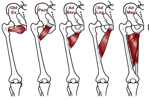 Adductor Strain | Groin Pain | Randwick Physio | Movement Centre