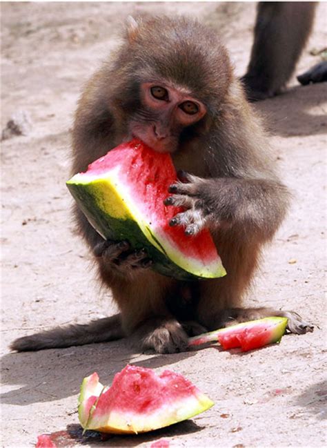 15 Animals eating watermelons (15 pics) | Amazing Creatures