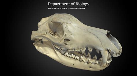 Skull of Tasmanian Tiger (T. cynocephalus) - 3D model by 3D Lab ...