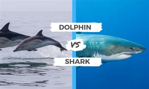 Dolphin vs Shark | Surf's Up Magazine