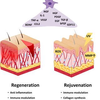 Abbreviations: scRNA-seq, single-cell RNA sequencing; SEN, senescent ...