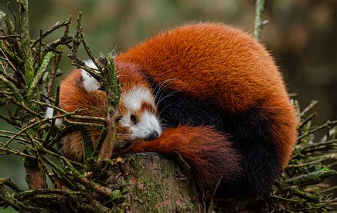 Red Panda Habitat Destruction